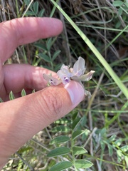 Astragalus crassicarpus