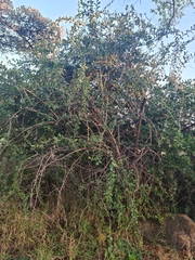 Ehretia rigida nervifolia