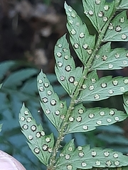 Polystichum incongruum