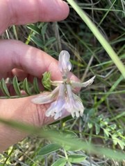 Astragalus crassicarpus