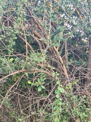 Ehretia rigida nervifolia