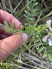 Astragalus crassicarpus