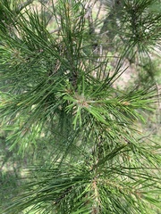 Pinus