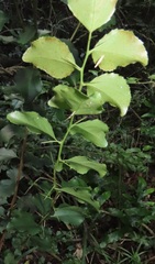 Gymnosporia harveyana