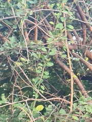 Ehretia rigida nervifolia