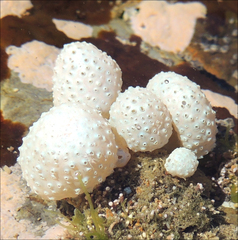 Eudistoma elongatum