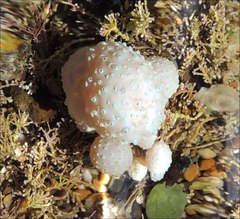 Eudistoma elongatum