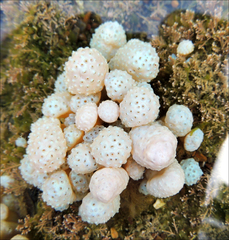 Eudistoma elongatum