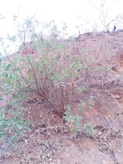 Pluchea carolinensis