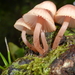 Mycena parsonsii - Photo (c) Maurice, some rights reserved (CC BY-NC), uploaded by Maurice