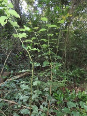 Gymnosporia harveyana