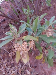 Pluchea carolinensis