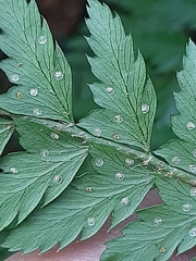 Polystichum incongruum