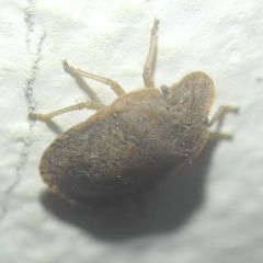 Sciocoris
