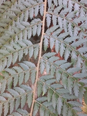 Polystichum incongruum