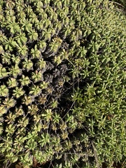 Euphorbia pulvinata