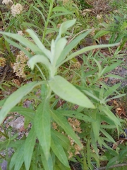 Pluchea salicifolia