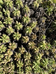 Euphorbia pulvinata