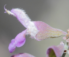 Salvia pinguifolia