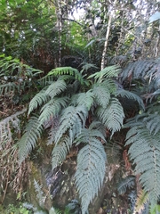 Polystichum incongruum