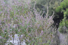 Salvia pinguifolia