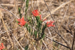 Bouvardia ternifolia