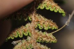 Myriopteris fendleri