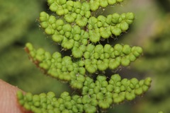 Myriopteris fendleri