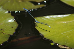 Enallagma semicirculare