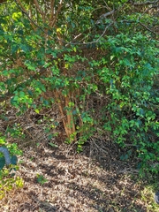 Halleria lucida