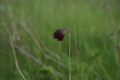 Fritillaria meleagroides