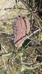 Araujia brachystephana