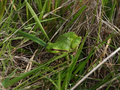 Hyla intermedia perrini