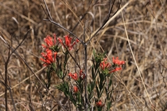Bouvardia ternifolia
