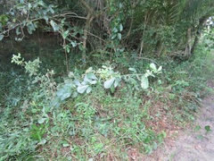 Rhoicissus tridentata