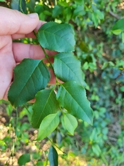Halleria lucida