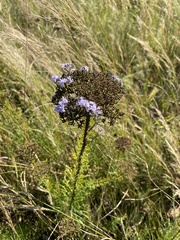 Tetraselago natalensis