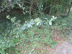 Rhoicissus tridentata