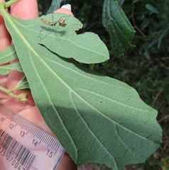 Rhoicissus tridentata