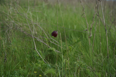 Fritillaria meleagroides