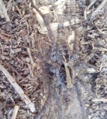 Schizocosa malitiosa