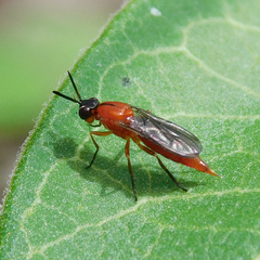 Loxocera fumipennis