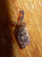 Lophopidae