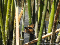 Cistothorus palustris