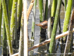 Cistothorus palustris