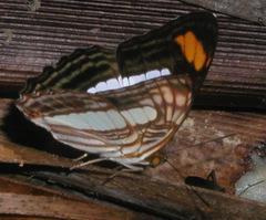 Adelpha iphiclus