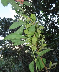 Rhoicissus tridentata