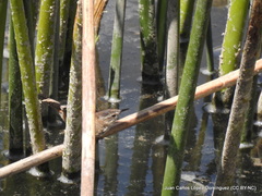 Cistothorus palustris