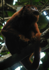 Alouatta sara