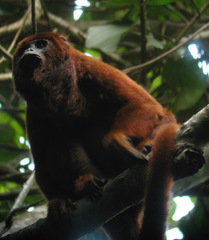 Alouatta sara